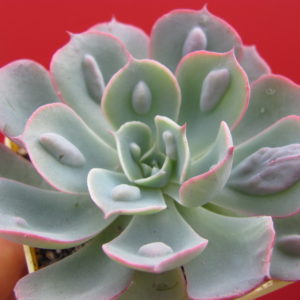 Echeveria    Raindrops  x  Parva