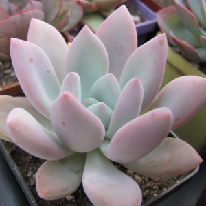 Pahyveria      Opalina