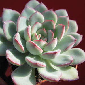 Echeveria     Hercules