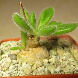 tylecodon leucothrix