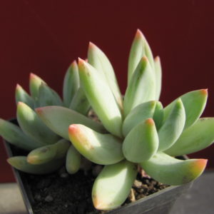 Echeveria     hookeri