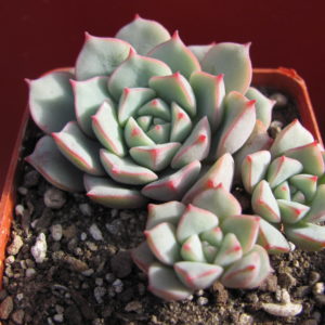 Echeveria     Panda   Face