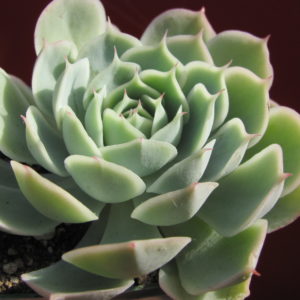 Echeveria      Laguna   Sanchez    hybr.