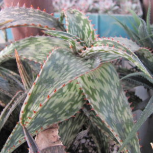 Aloe  somaliense