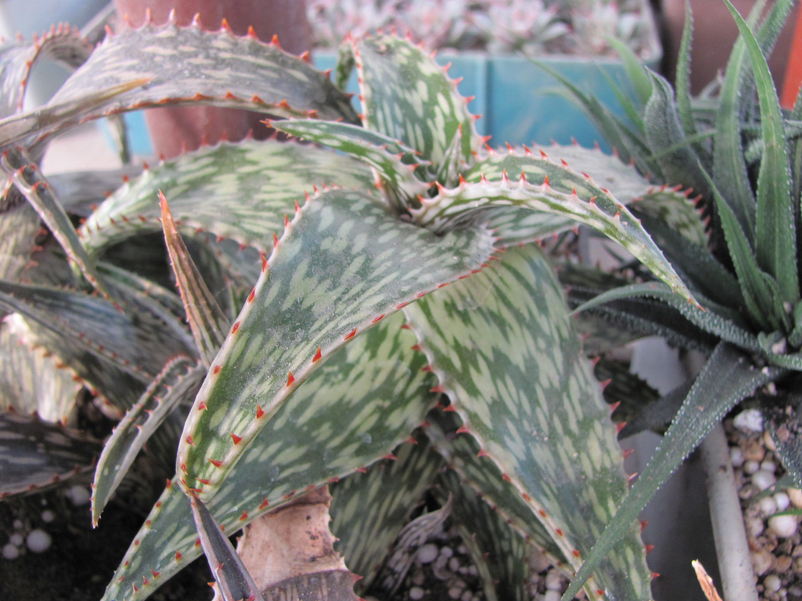 Aloe  somaliense