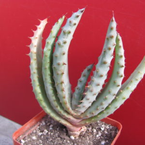 Aloe    marlothii