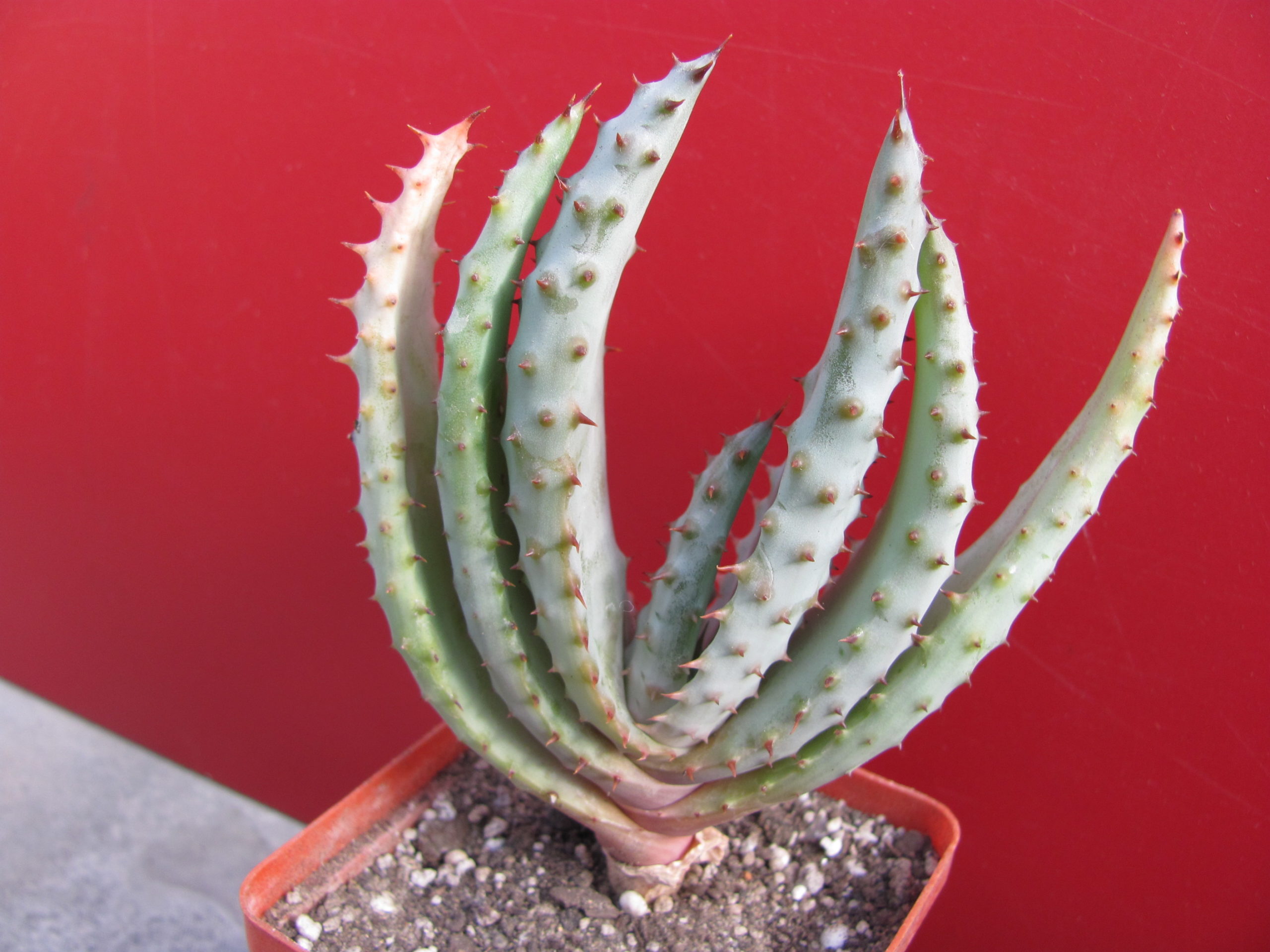 Aloe    marlothii