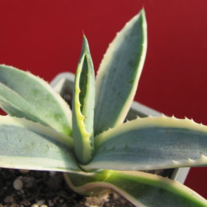 Agava    sp.     ( salmiana )