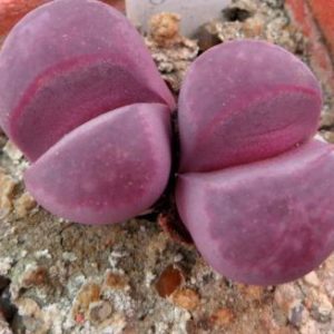 lithops optica rubra