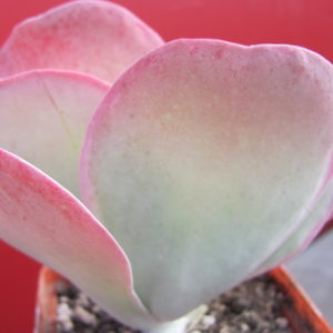 Kalanchoe     thyrsiflora