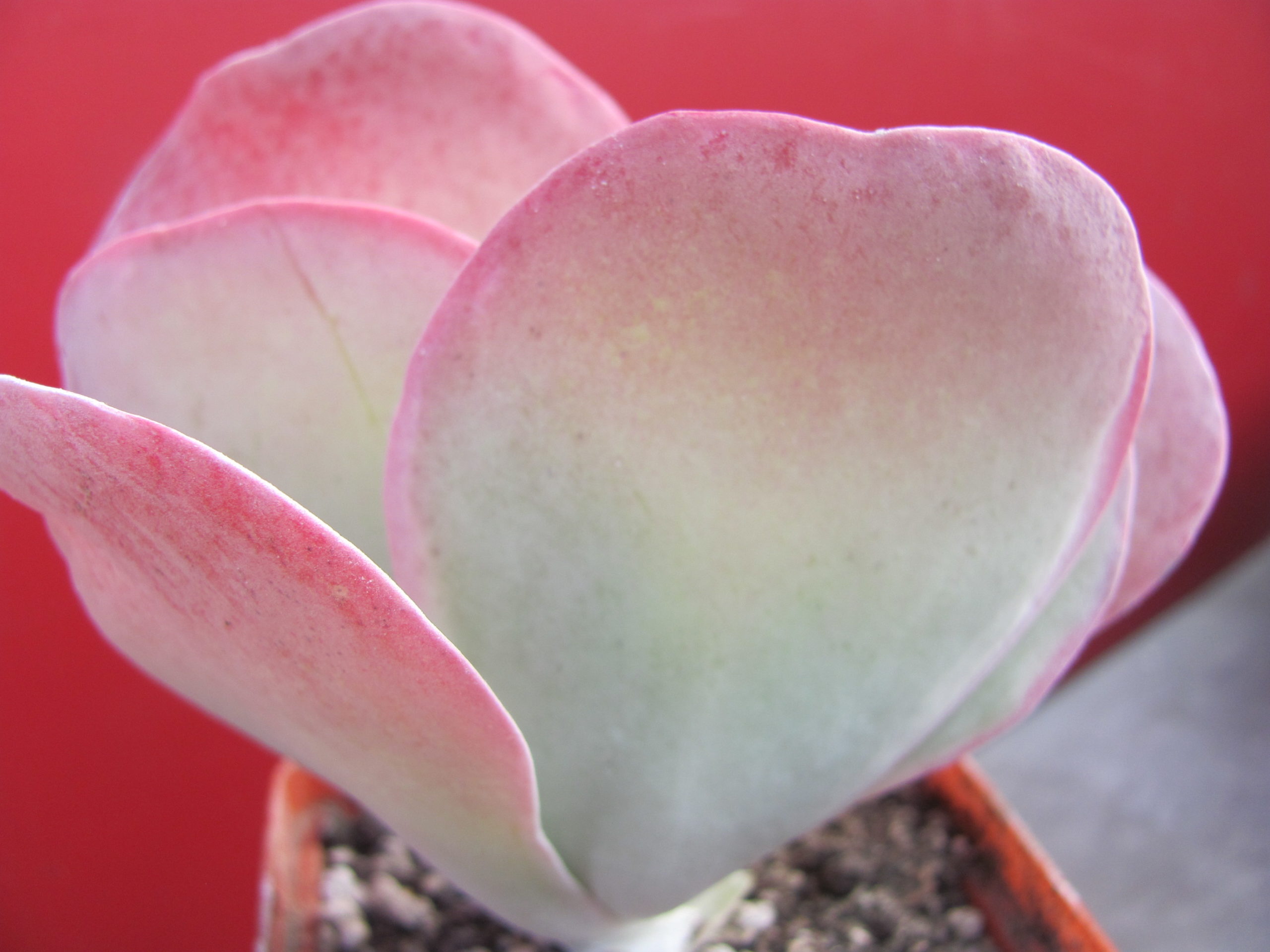 Kalanchoe     thyrsiflora