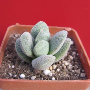 Crassula    tecta