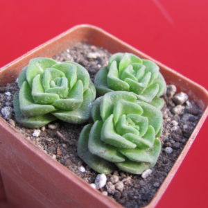 Crassula     Dorothy        3 разом