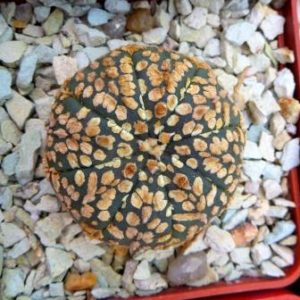 astrophytum super kabuto gold