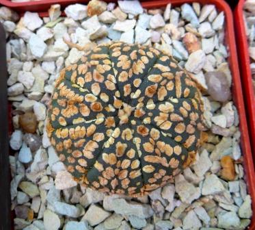 astrophytum super kabuto gold