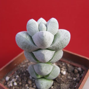 Crassula    deceptor    hybr.
