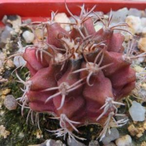 gymnocalycium damsii rotundulum