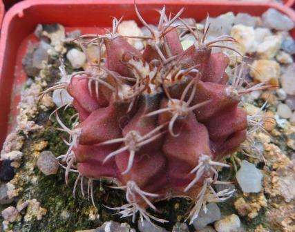 gymnocalycium damsii rotundulum