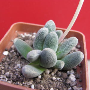 Crassula     tecta    forma