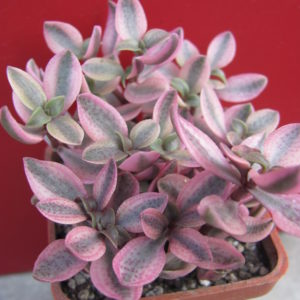 Crassula     volkensii    variegata