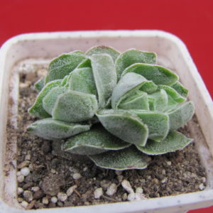Crassula     Ivory   Pagoda