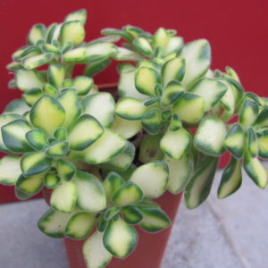 Aeonium     lindleyi    variegata