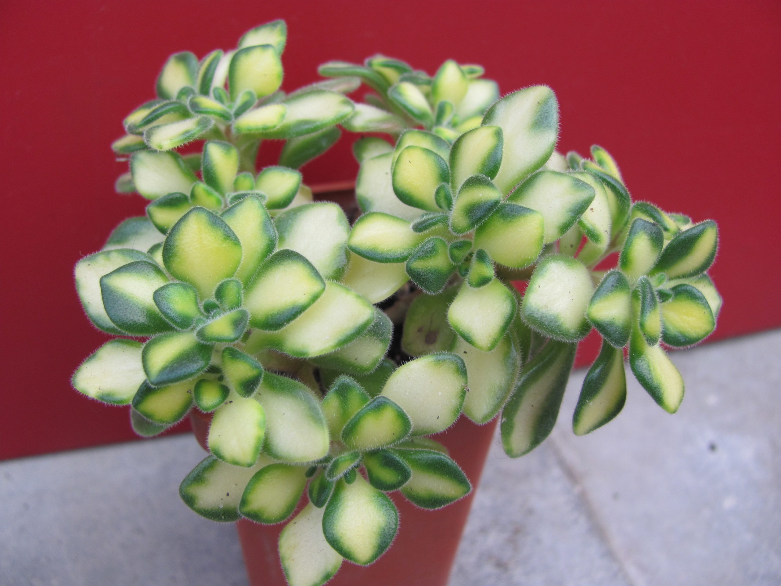 Aeonium     lindleyi    variegata