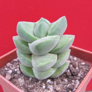 Crassula    moonglow
