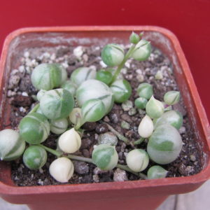 Senecio     rowleyanus    variegata