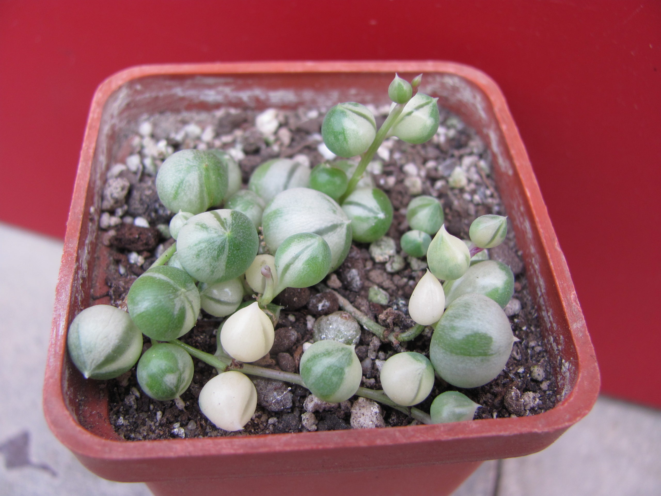 Senecio     rowleyanus    variegata