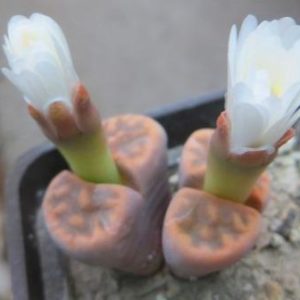 lithops karasmontana bella fenestrata Cop L 14-912