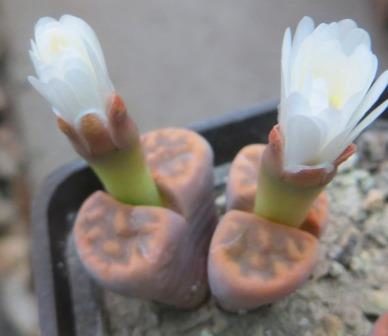 lithops karasmontana bella fenestrata Cop L 14-912