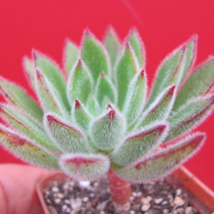 Echeveria      Set   Oliver