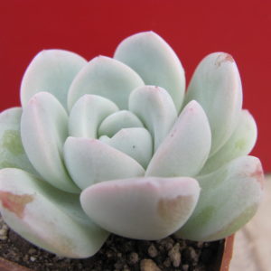 Echeveria    laui  hybr.      #19