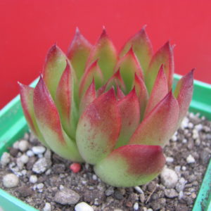Echeveria    agavoides    Christmas