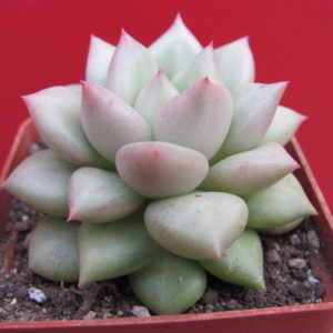 Echeveria     Van   Keppel