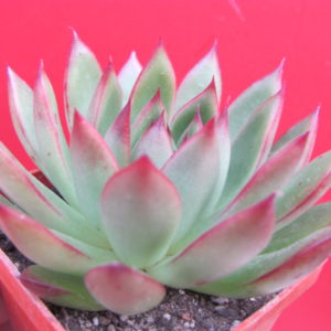 Echeveria     agavoides    Christmas