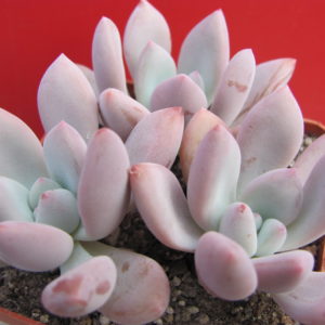 Pachyveria      Opalina       3 разом