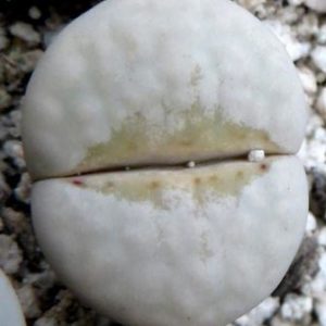 lithops julii