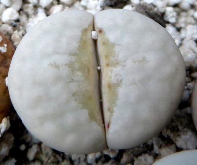 lithops julii