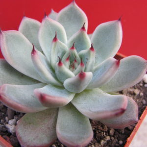 Echeveria     zaragoza  x  Ebony