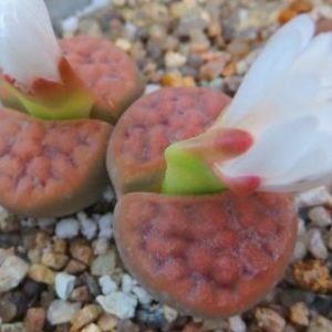 lithops karasmontana red