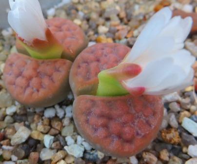 lithops karasmontana red