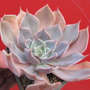 Echeveria      Linda   Jane