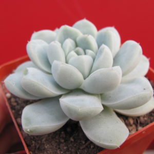 Echeveria     albicans