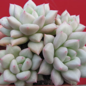 Echeveria     Van    Keppel