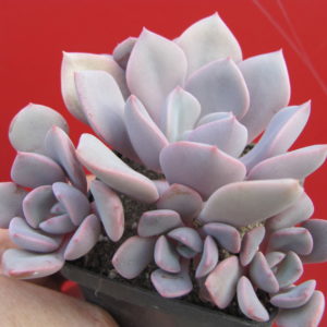Echeveria     Debbie
