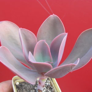 Echeveria      Fred    Ives