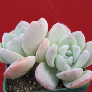 Echeveria     laui  hybr.        #19