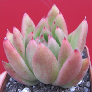 Echeveria    Frank  Reinelt